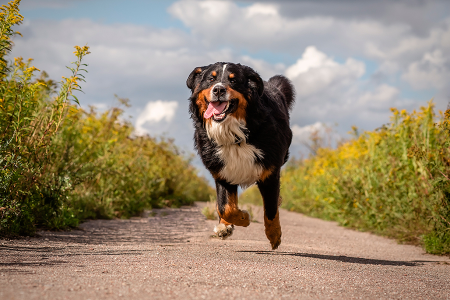 perro acudiendo a la llamada