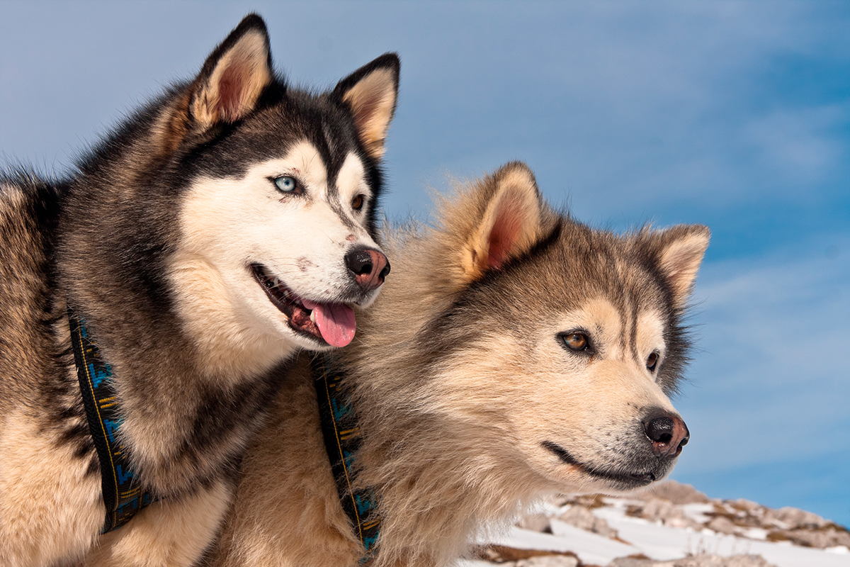 Origen de la raza Alaskan Malamute