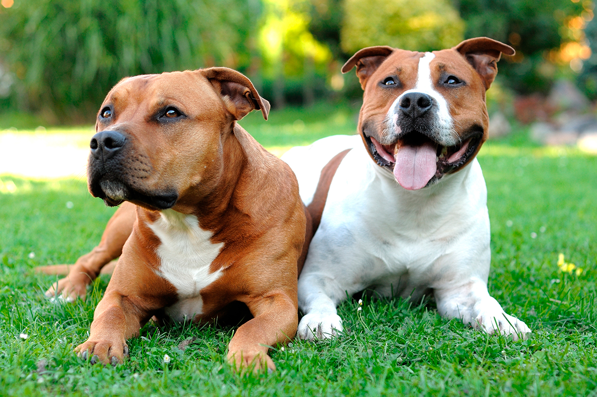 Origen del American Staffordshire Terrier