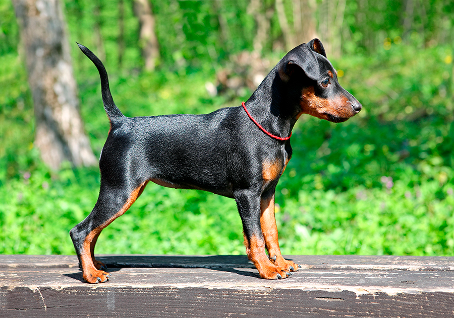 Pinscher miniatura