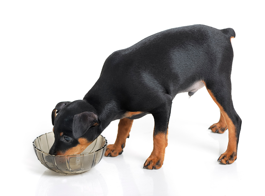 cachorro de Doberman