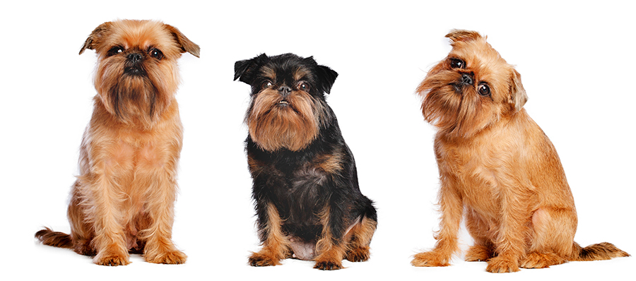 ejemplares de Grifon Belga