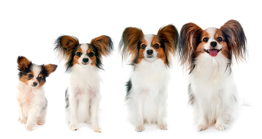 evolucion de la raza papillon