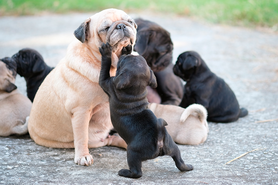 familia de perros pug