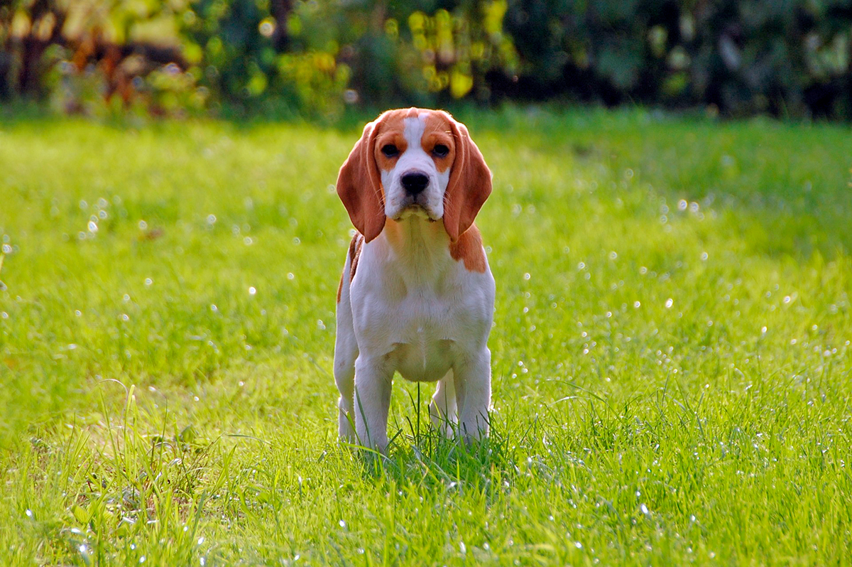 historia de la raza Beagle