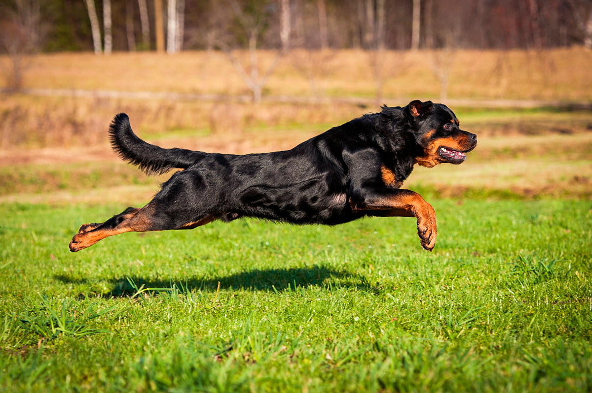 historia de la raza Rottweiler