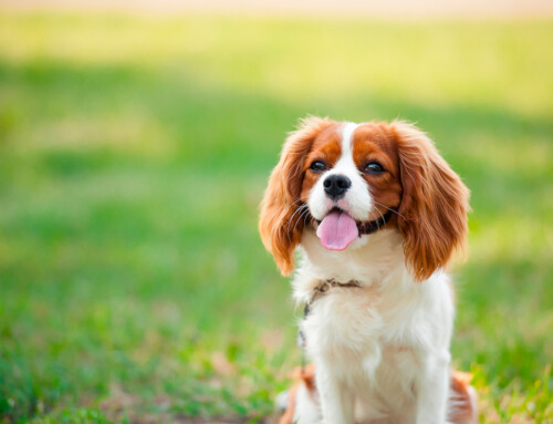 Estándar de la raza Cavalier King Charles Spaniel