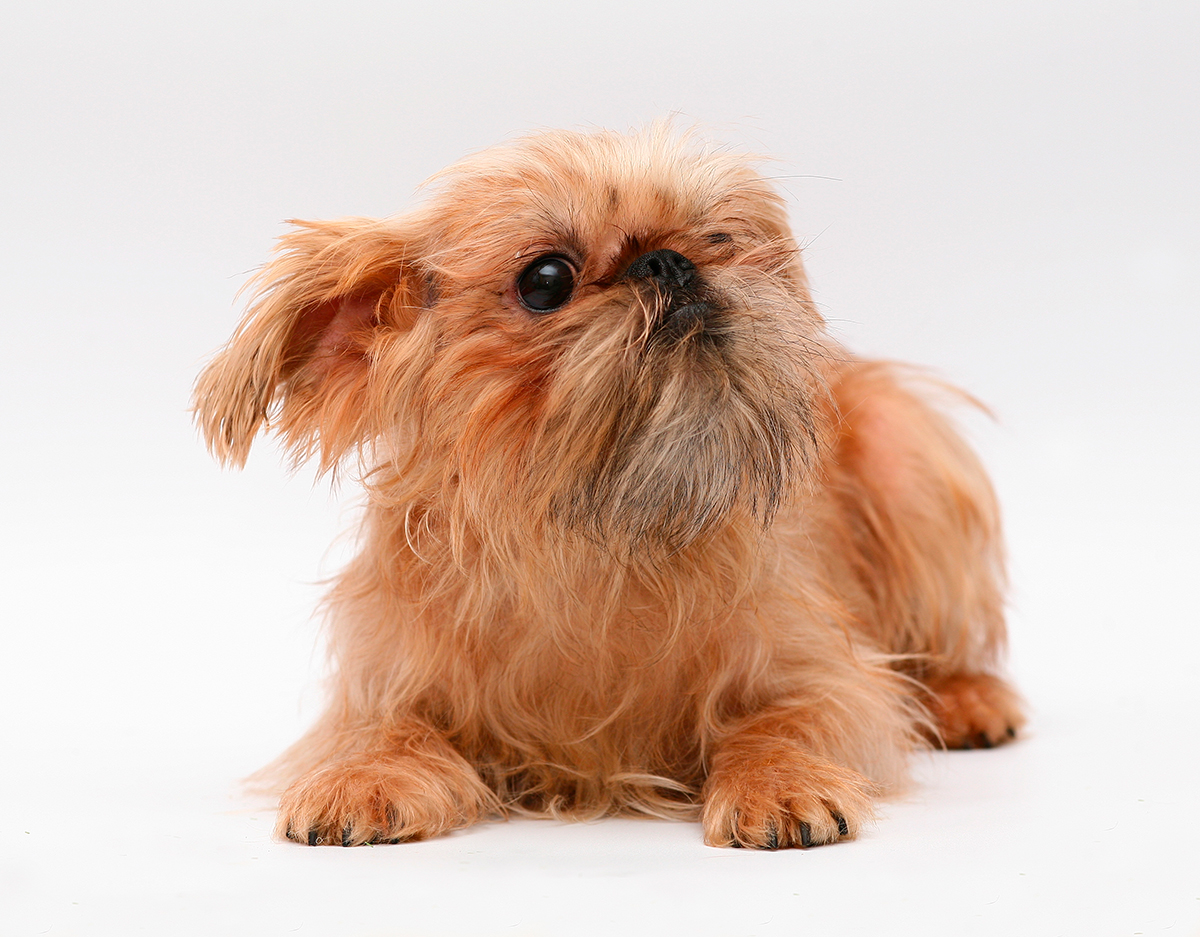 origen de la raza Grifon Belga