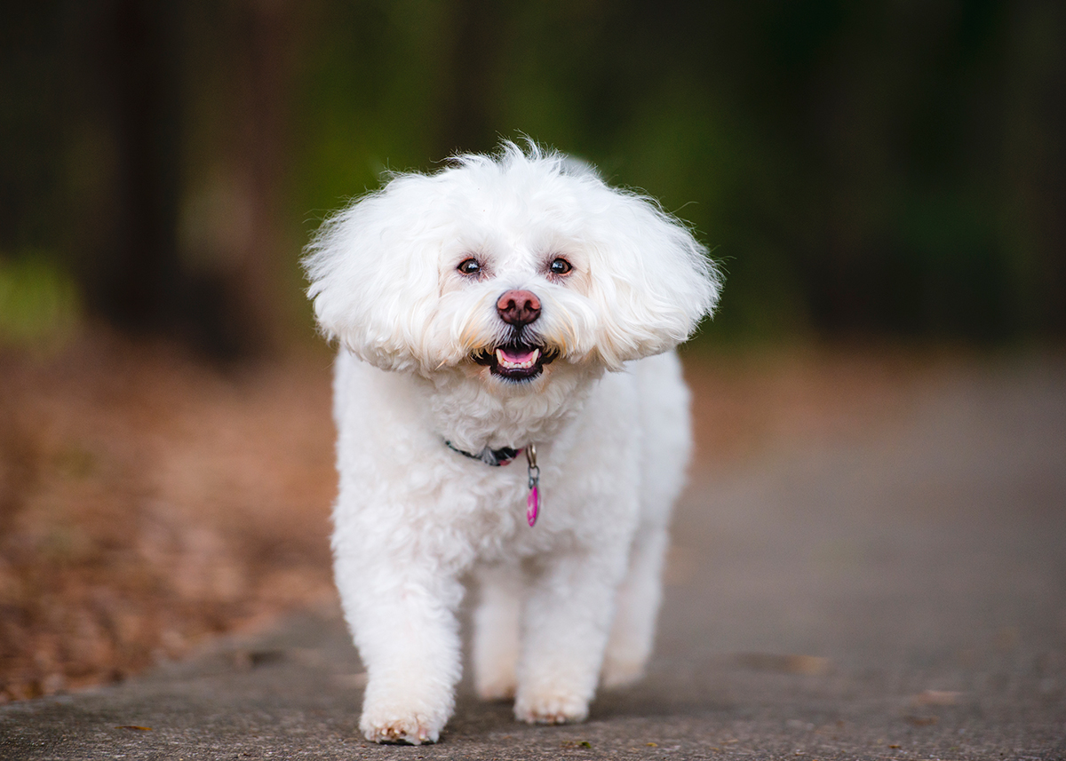 origen de la raza bichon frise