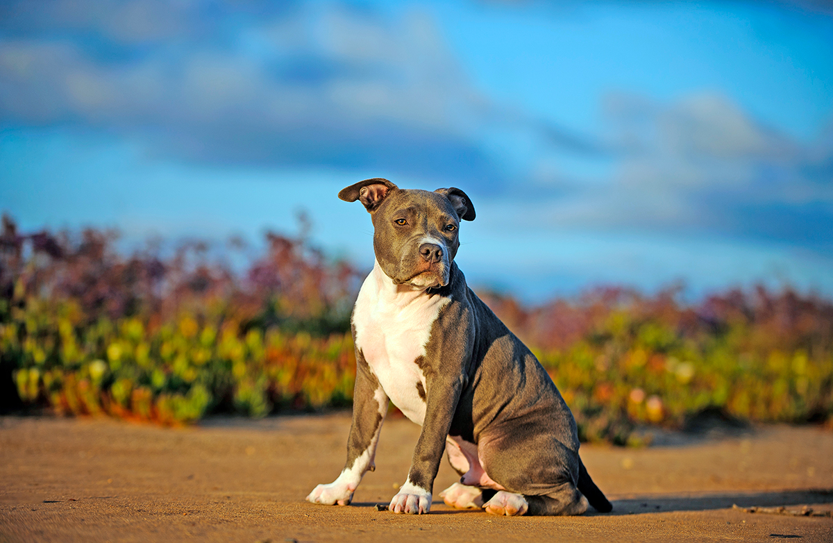 origen del American Pit Bull Terrier