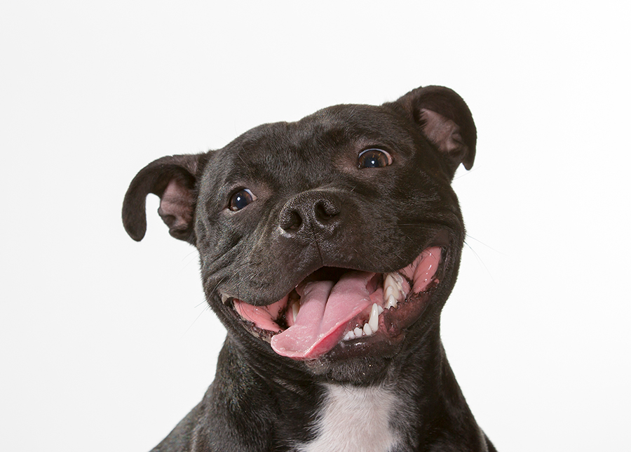 perro American Staffordshire