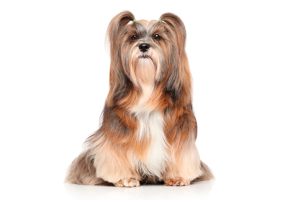 perro Lhasa Apso