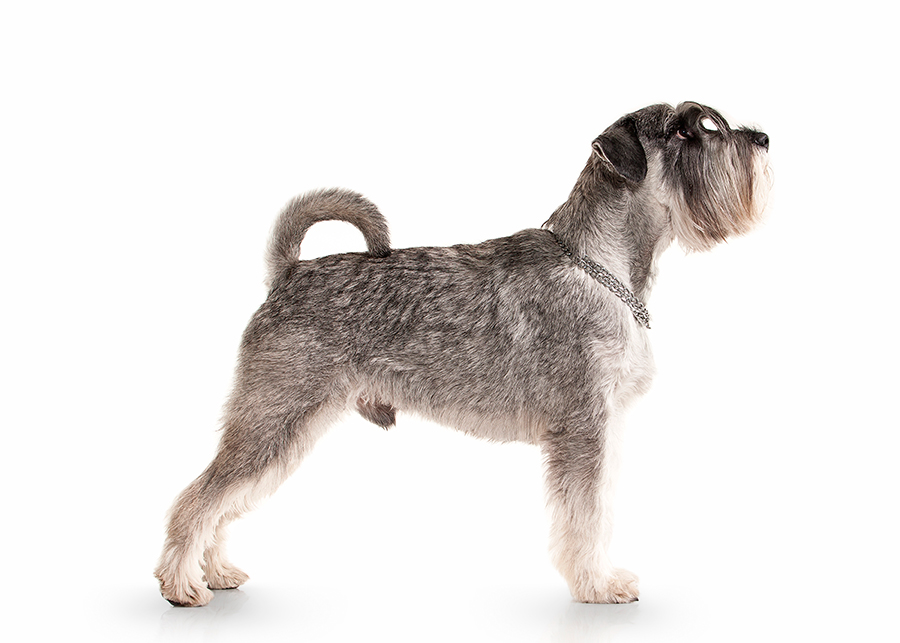perro Schnauzer
