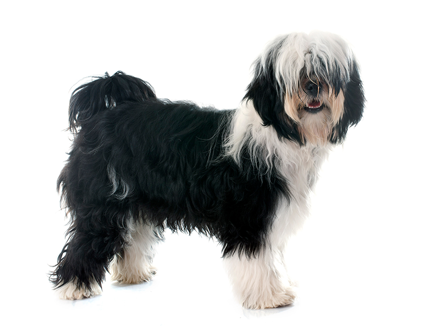 perro Terrier Tibetano