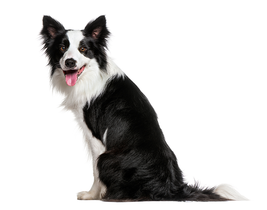 perro de raza Border Collie
