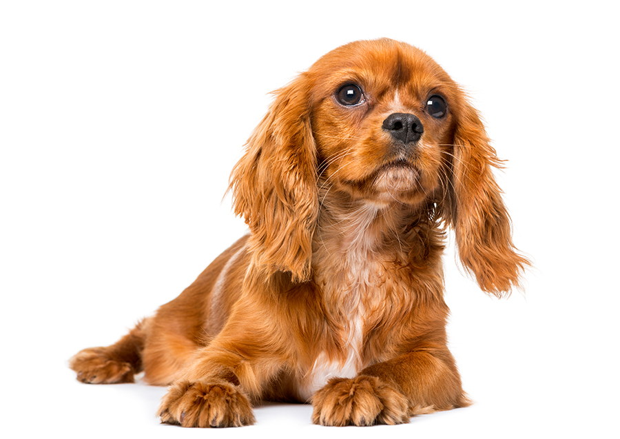 perro de raza Cavalier King Charles Spaniel