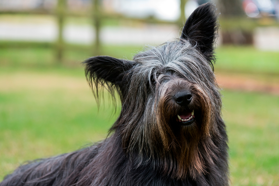 perro de raza Skye terrier