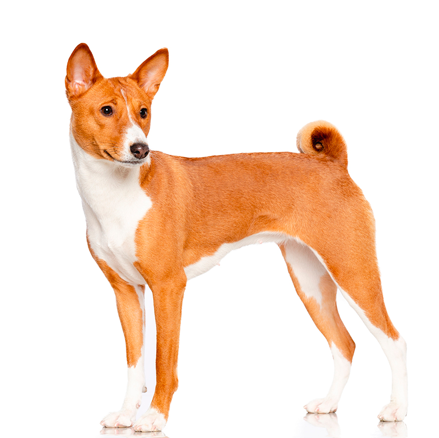 Perro basenji