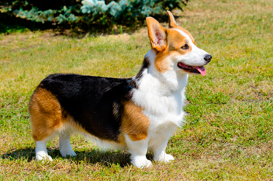 Perro de raza Corgi Gales