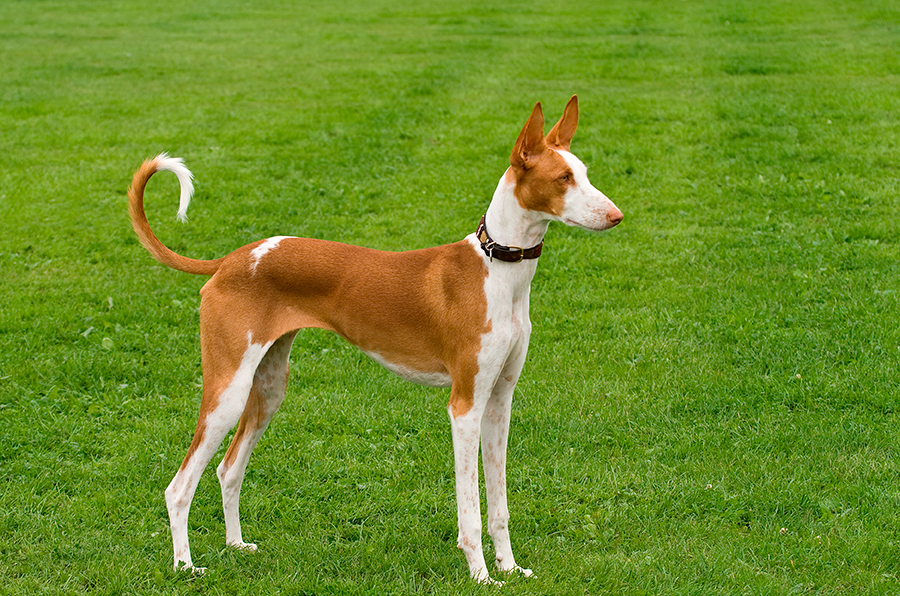 Podenco Iberico