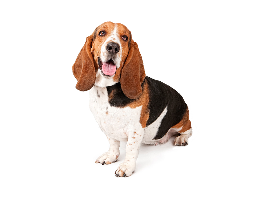 ejemplar de Basset Hound