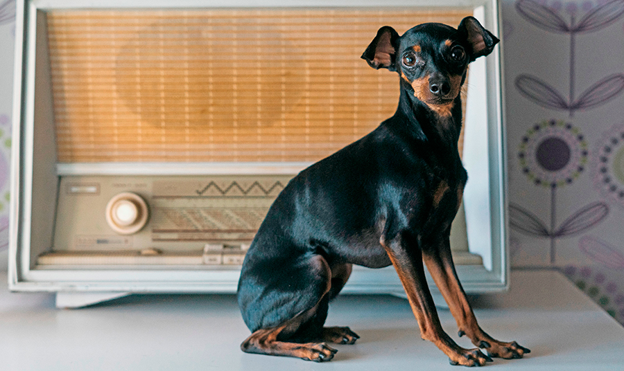 ejemplar de Raton de Praga