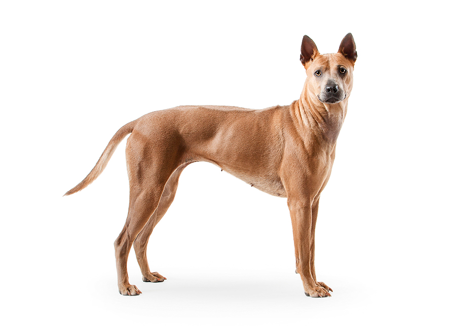 ejemplar de Thai Ridgeback