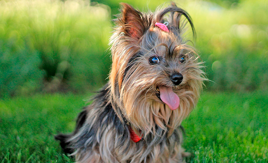 ejemplar de Yorkshire Terrier
