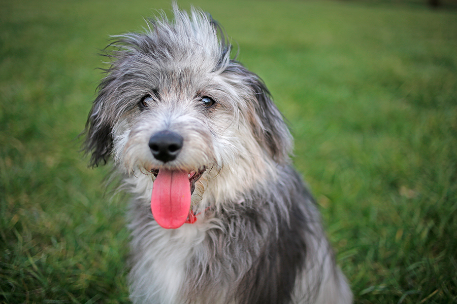 ejemplar de raza Aussiedoodle