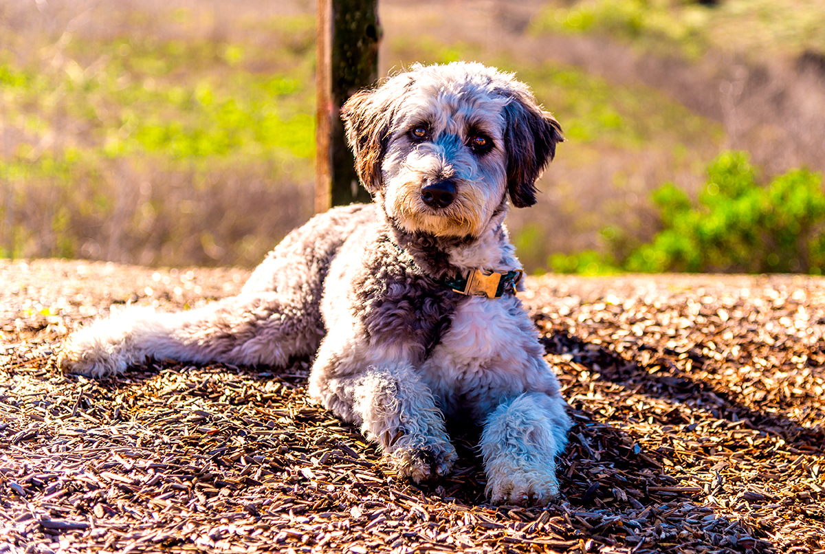 origen de la raza Aussiedoodle