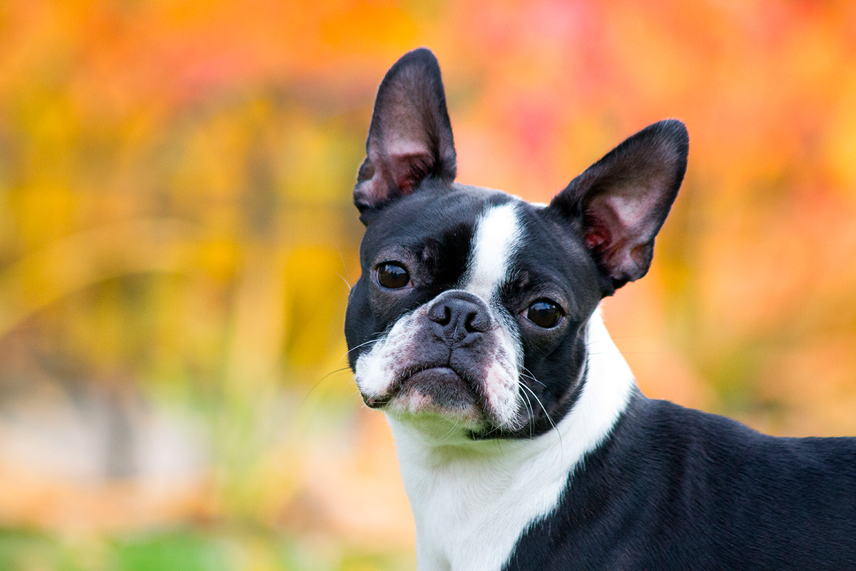 origen de la raza Boston Terrier