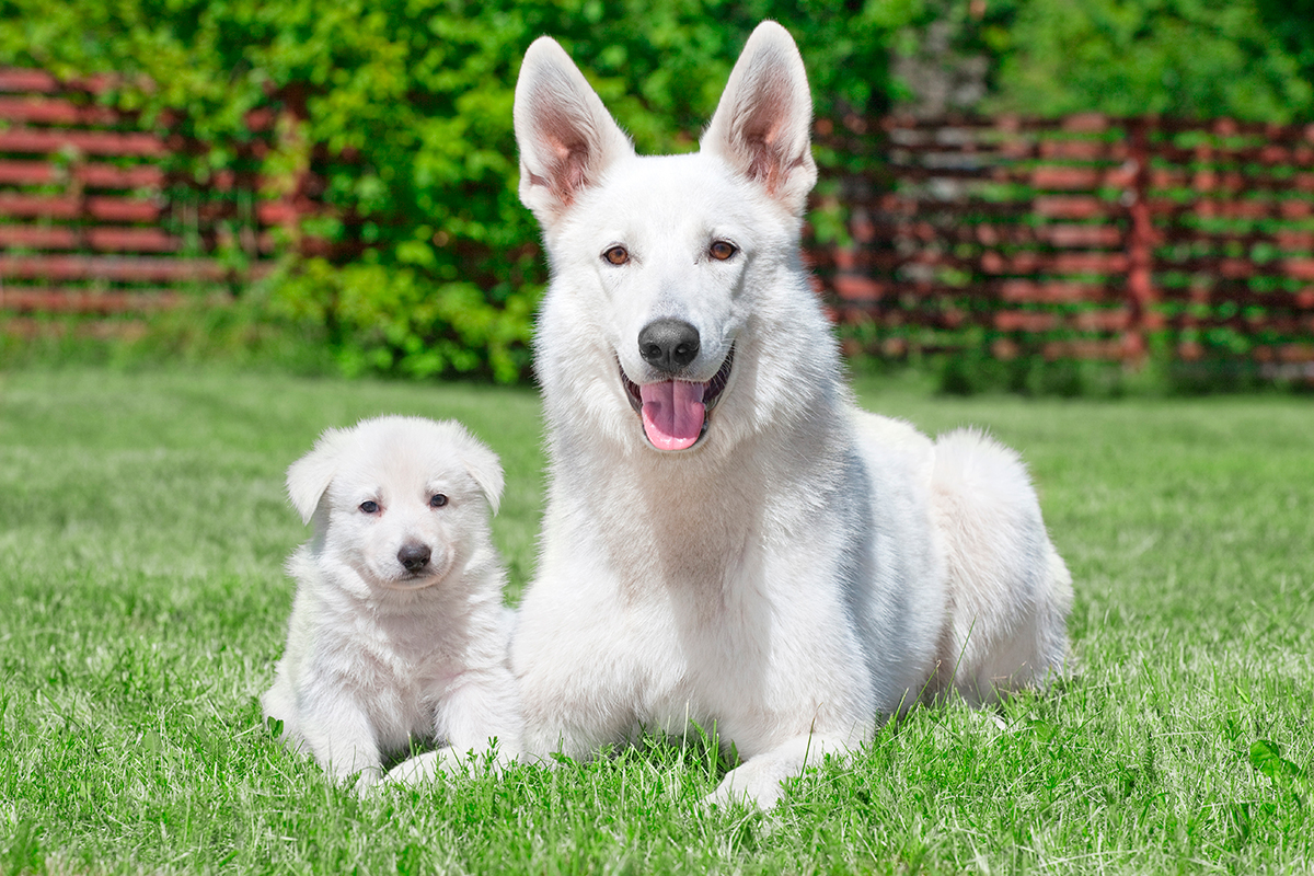 origen de la raza Pastor Suizo