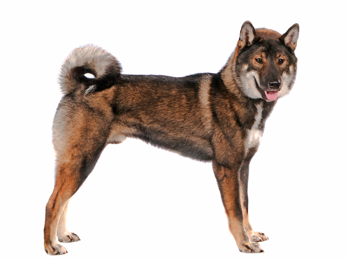 origen de la raza Shikoku