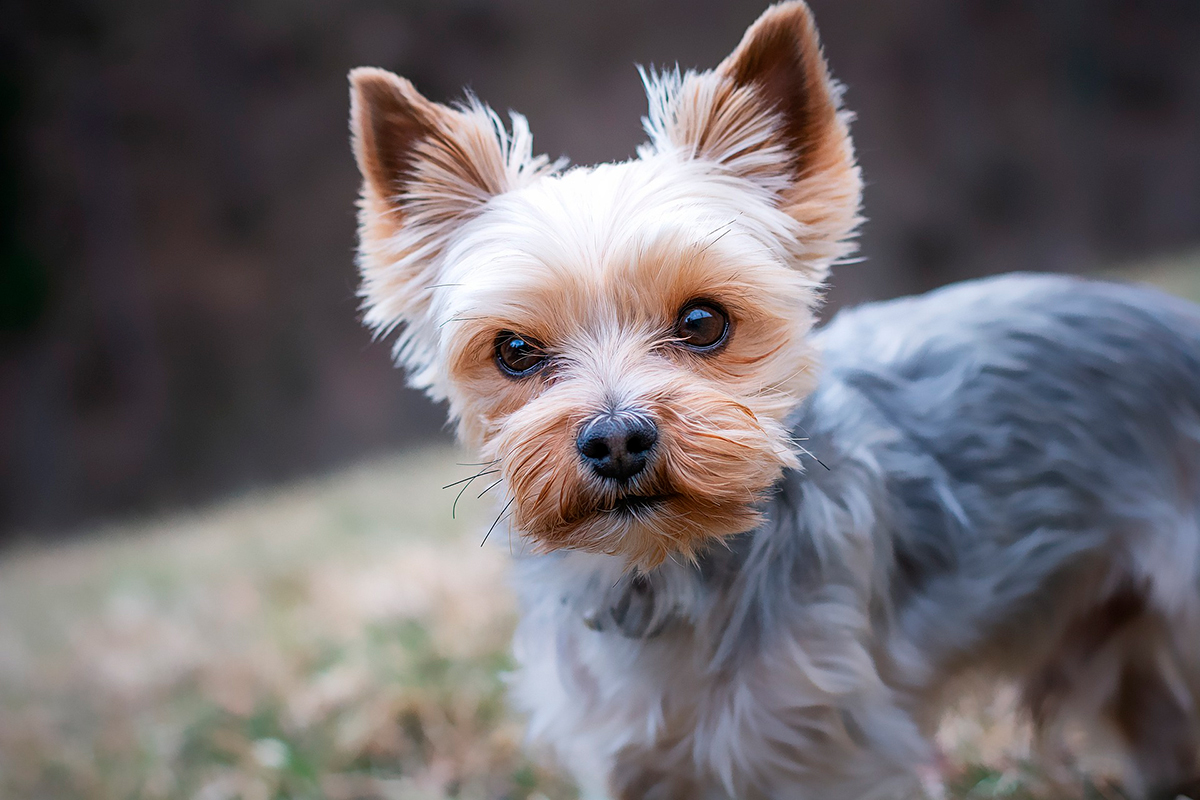 origen de la raza Yorkshire Terrier