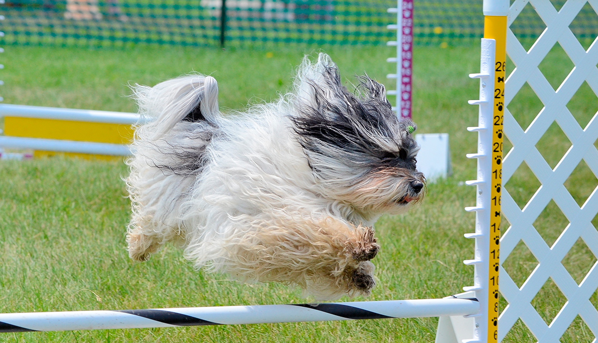 origen del Bichon Habanero