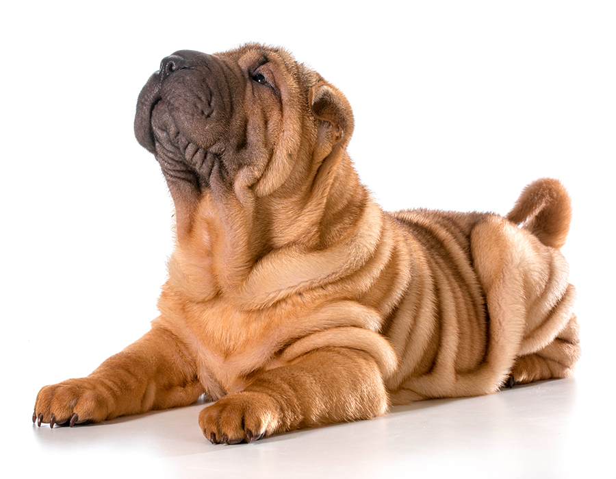 perro Shar Pei