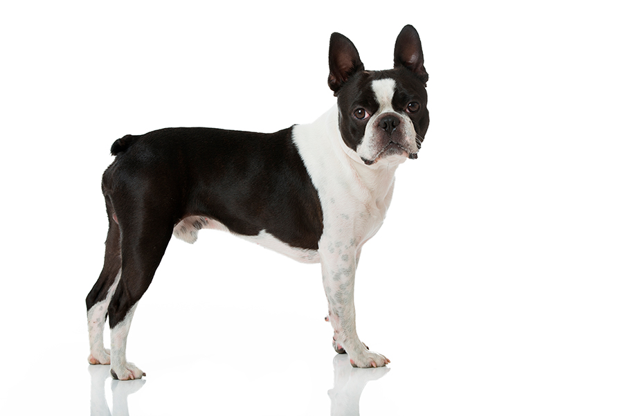 perro de raza Boston Terrier