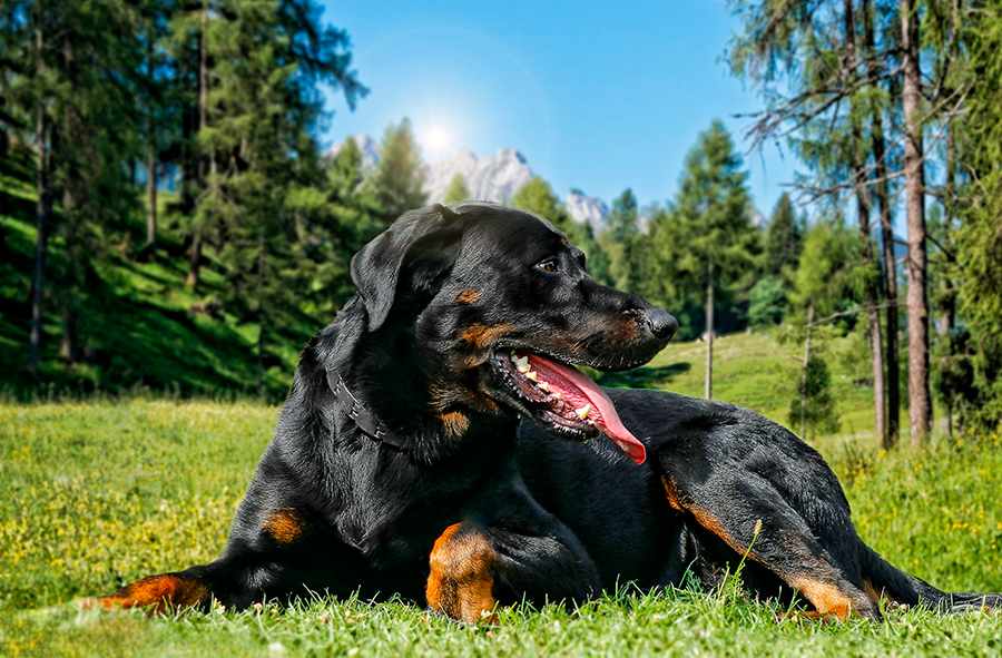 ejemnplar de Beauceron
