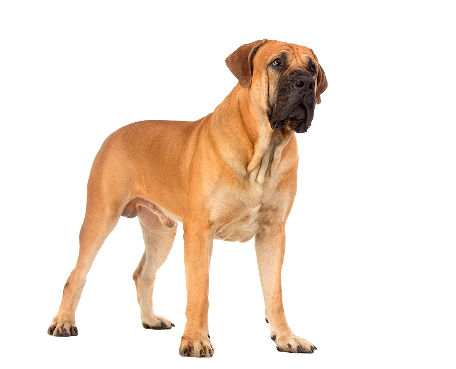 ejemplar de Boerboel