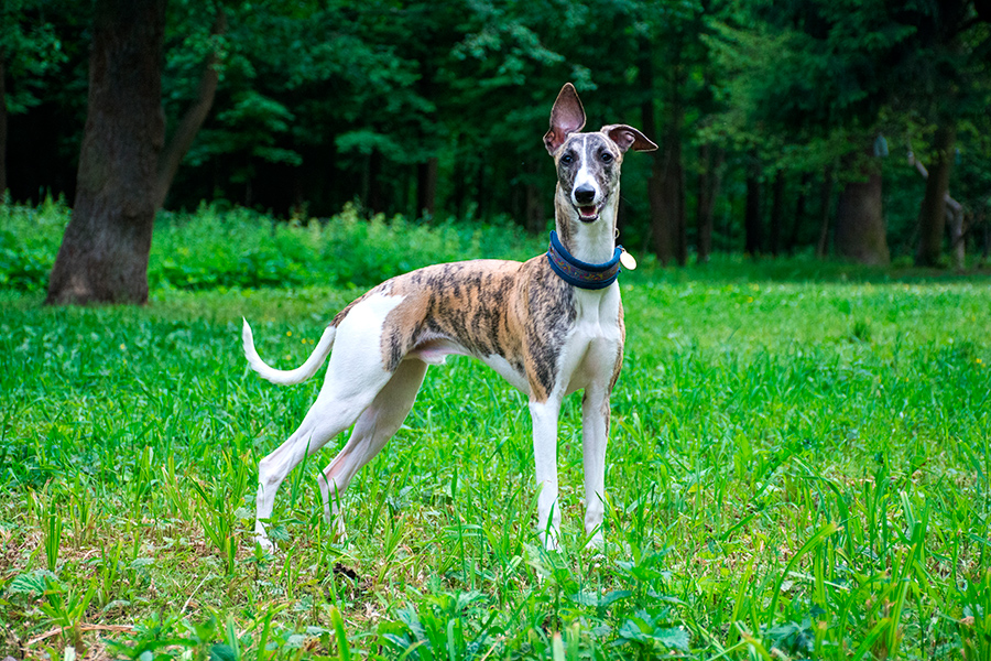 ejemplar de Galgo Ingles