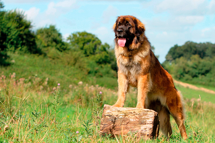 ejemplar de Leonberger