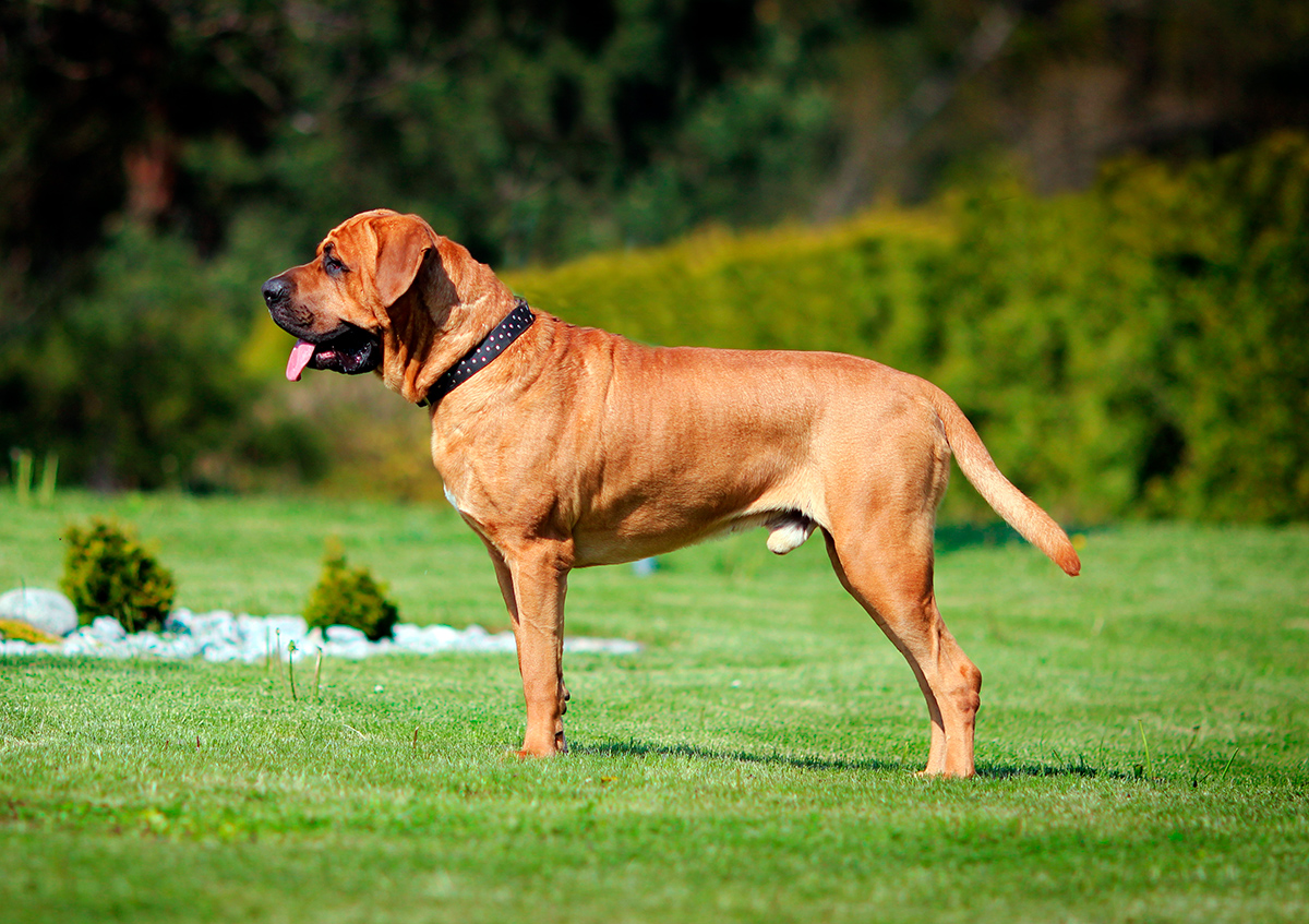 ejemplar de Tosa Inu