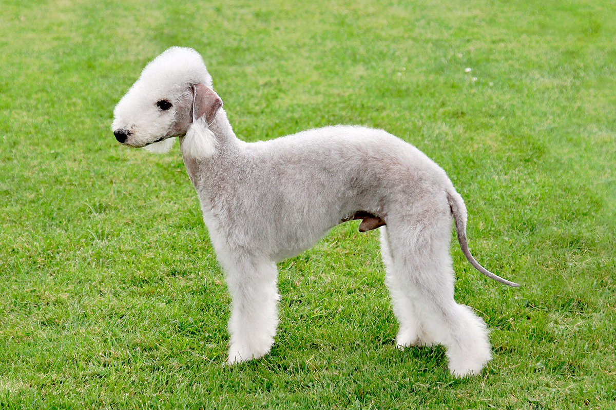 origen de la raza Bedlington