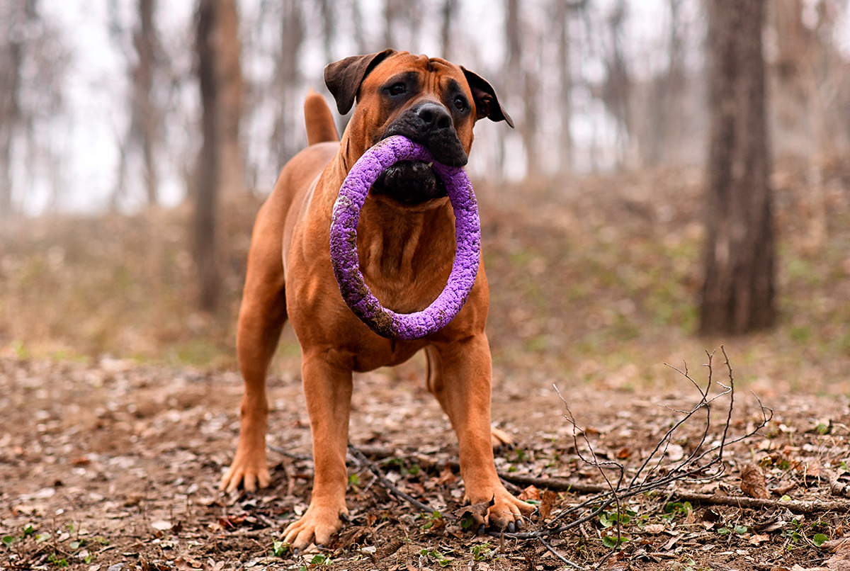 origen de la raza Boerboel