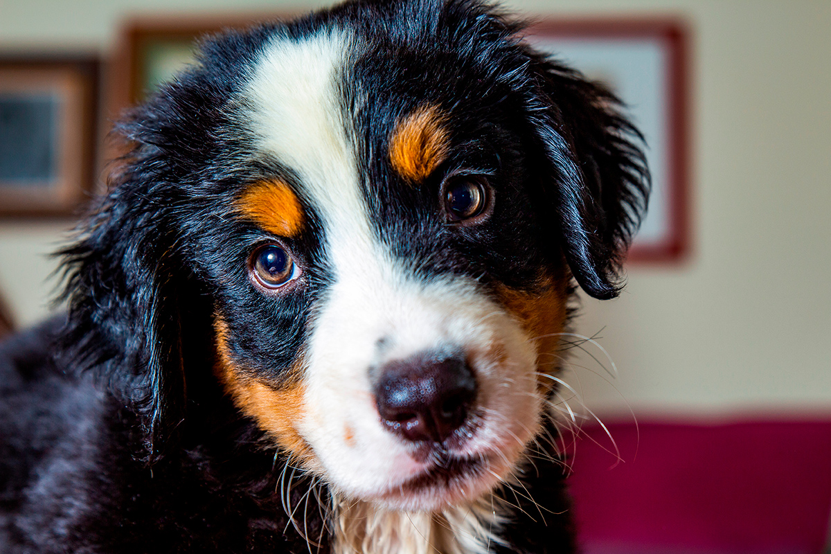 origen de la raza Boyero de Berna