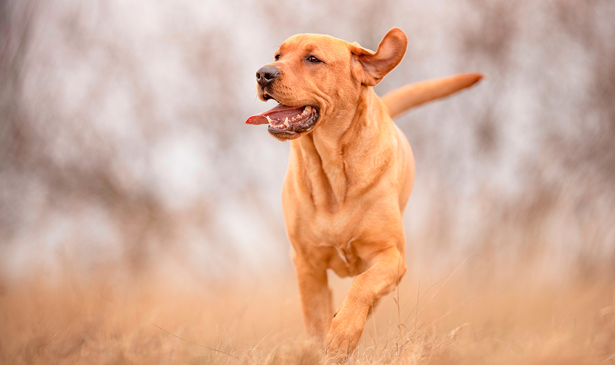origen de la raza Broholmer
