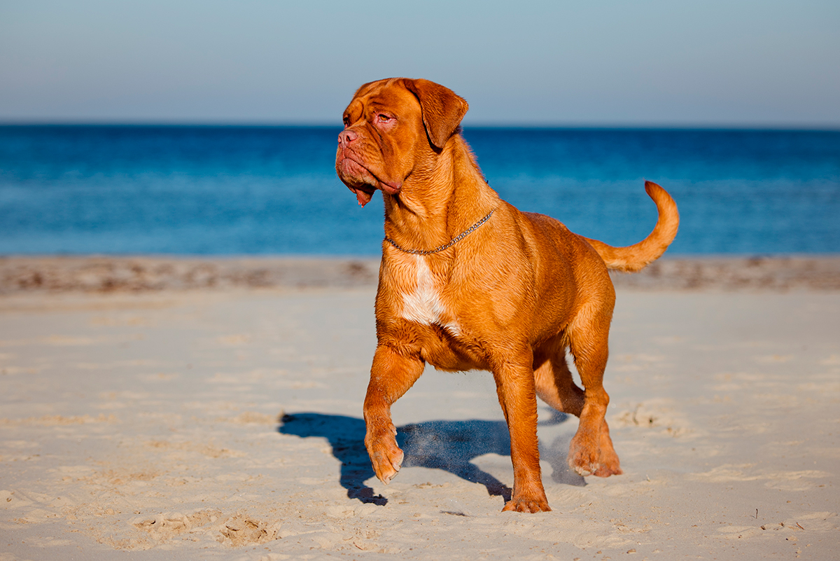 origen del Dogo de Burdeos