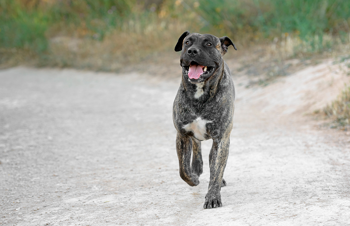 origen del Presa Canario