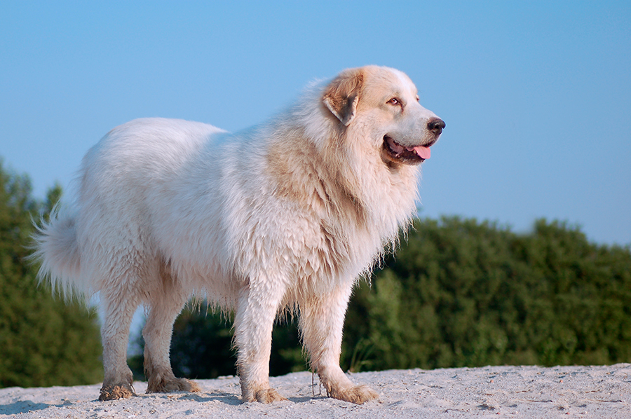 perro Montana de los Pirineos