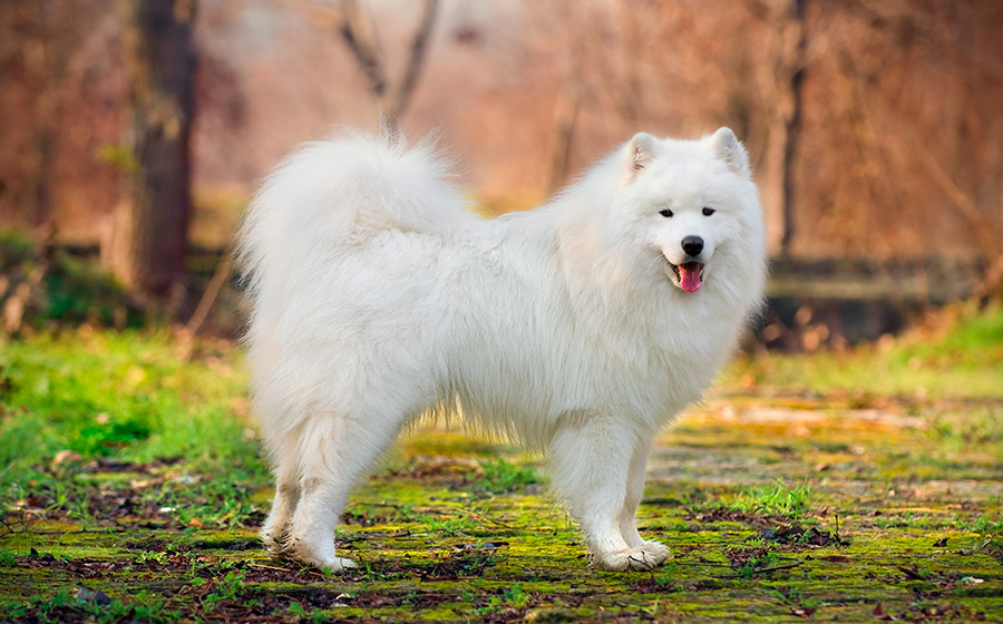 perro Samoyedo